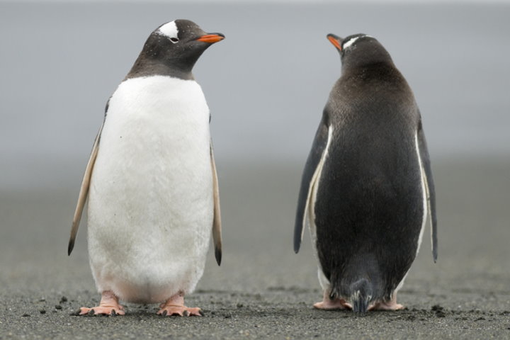 Gentoo penguins, Antarctica