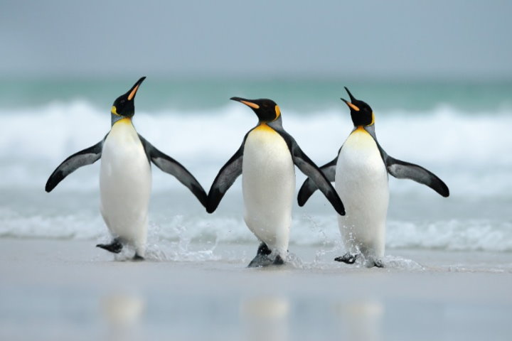 King penguins, Falkland Islands