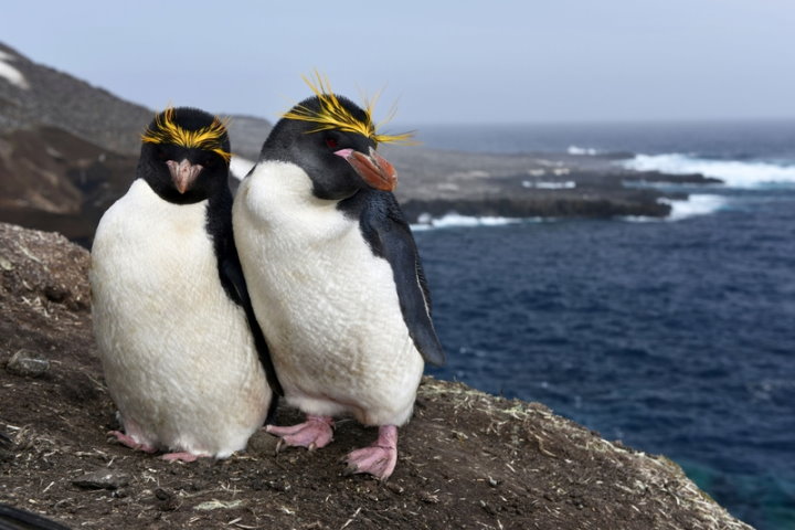 Macaroni penguins, South Sandwich Islands