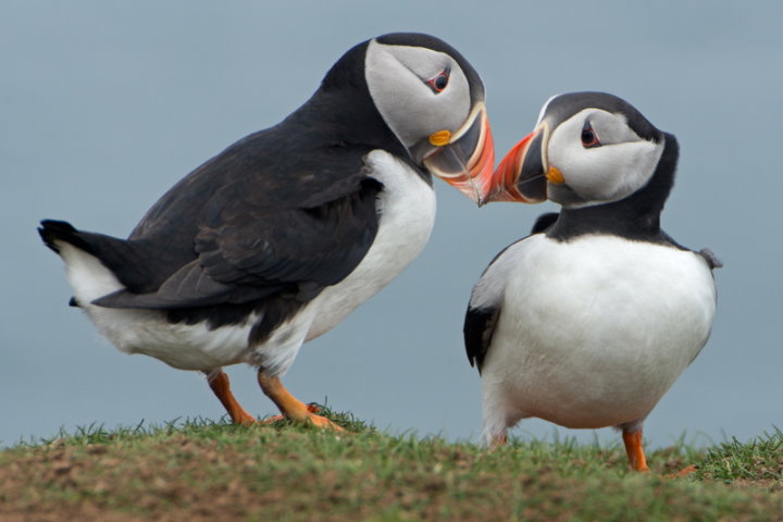 Atlantic Puffins, Iceland