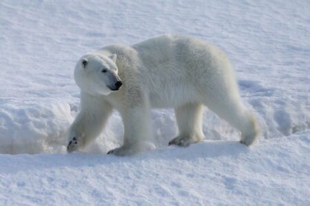 Polar Bear, Svalbard