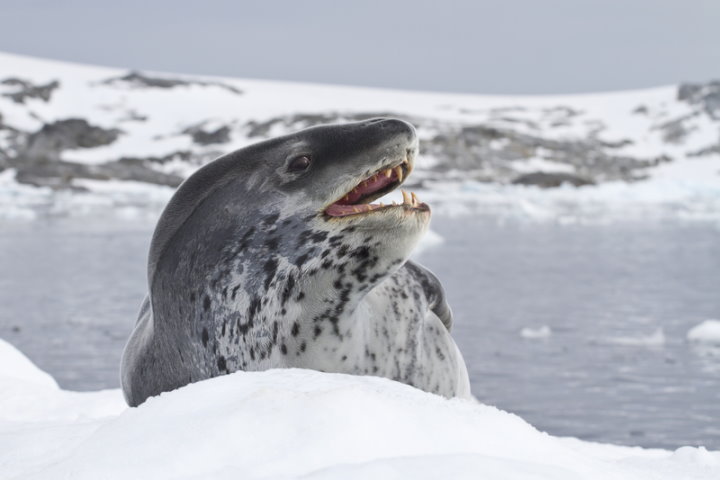 Leopard Seal, Antarctica