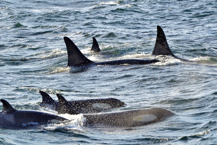 Orcas, Antarctica