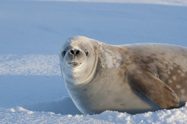 Crabeater Seal, Antarctica