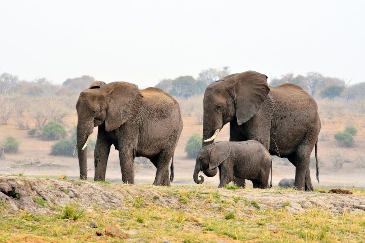 Elephants, Chobe National Park, Botswana