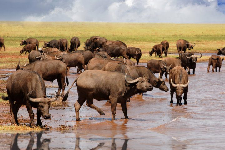 Cape Buffalo, Lake Kariba, Zimbabwe