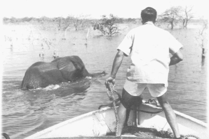Elephant Rescue, Operation Noah