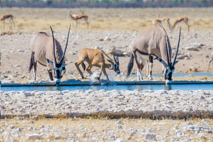 Gemsbok, Etosha National Park, Namibia