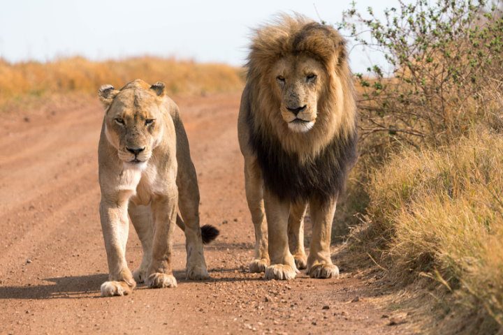 Lions, South Africa