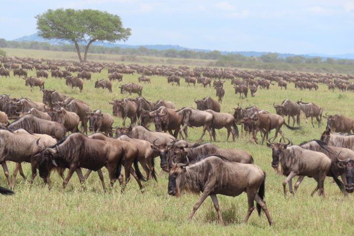 Wildebeest Migration, Serengeti National Park, Tanzania
