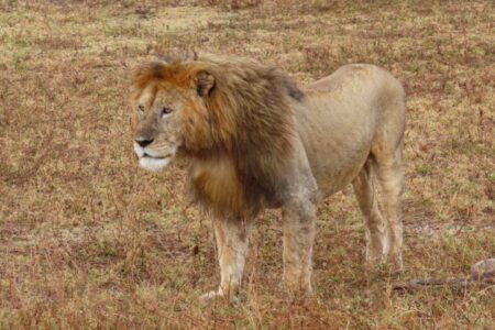 Lion, Ngorongoro Crater, Tanzania