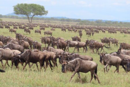 Wildebeest Migration, Serengeti National Park, Tanzania