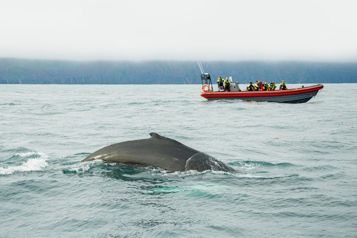 Whale Watching Near Husavik, Iceland