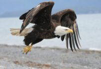 Bald Eagle, Alaska