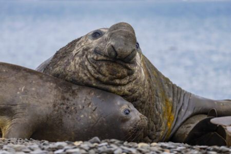 Elephant Seals, South Georgia Island