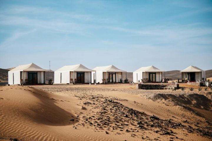 The White Camel Acacia, Merzouga, Morocco